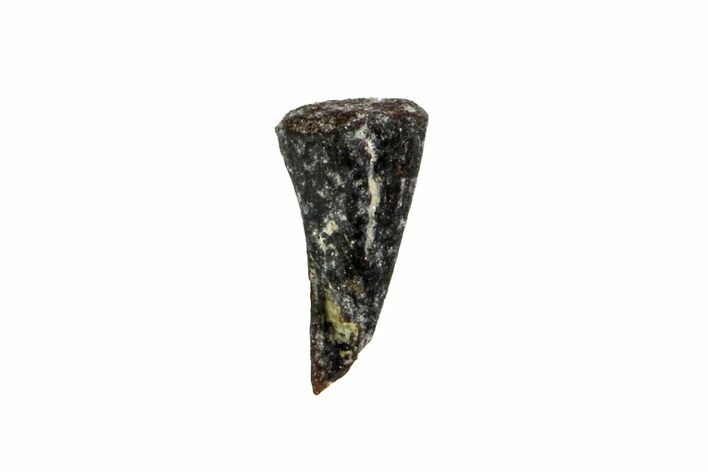 Permian Reptile Tooth - Oklahoma #140103
